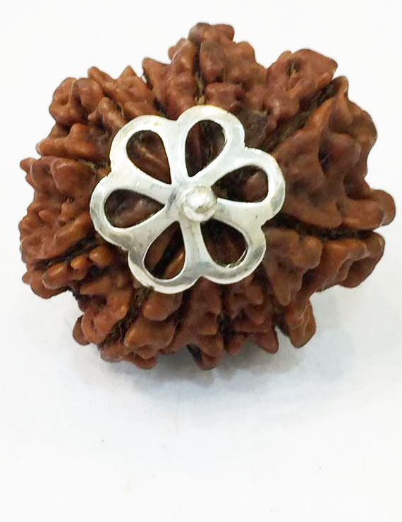 11 Mukhi Nepali Certified Rudraksha Silver Pendant